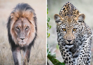 South Africa Stunning Wildlife Photography By Karolina Noree