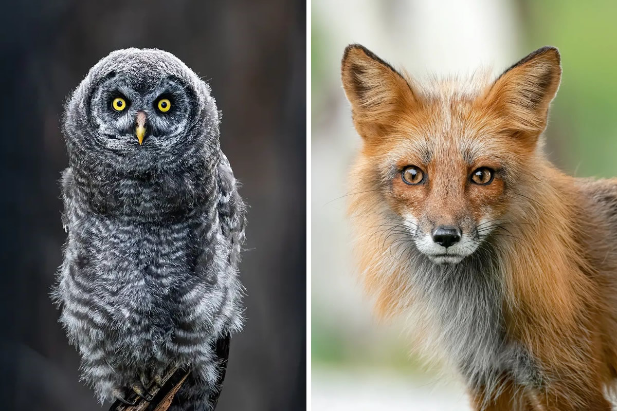 Wildlife Photography By Shane Kalyn