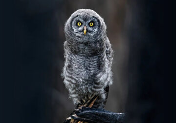 Wildlife Photography By Shane Kalyn