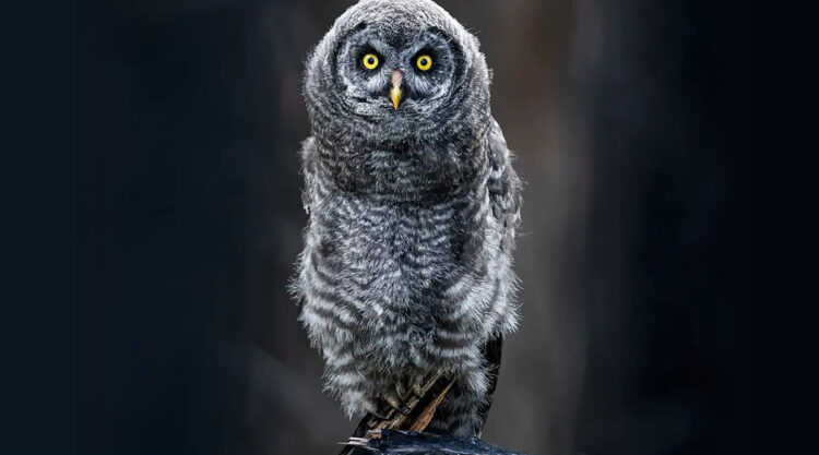 Wildlife Photography By Shane Kalyn