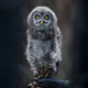 Wildlife Photography By Shane Kalyn