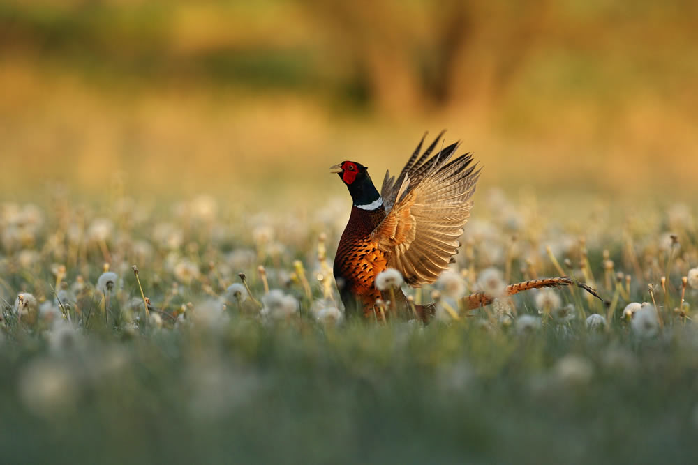 Add Voice Overs for Compelling Nature Documentaries