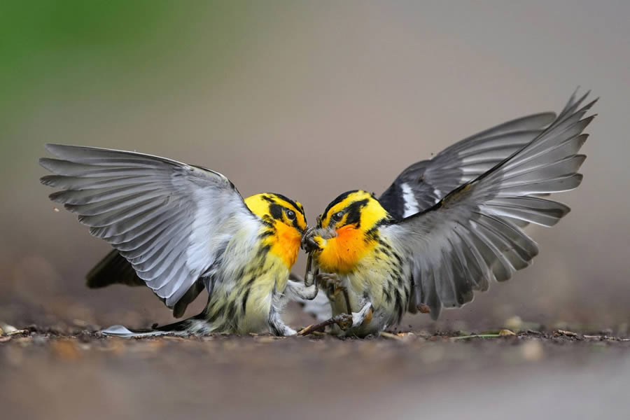 Audubon Bird Photography Awards Winners