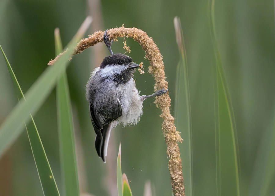 Audubon Bird Photography Awards Winners