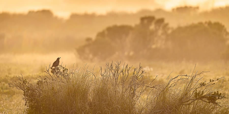 Audubon Bird Photography Awards Winners