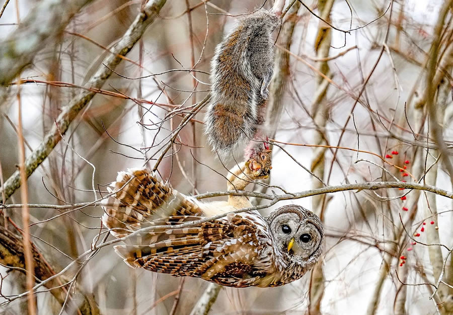 Audubon Bird Photography Awards Winners