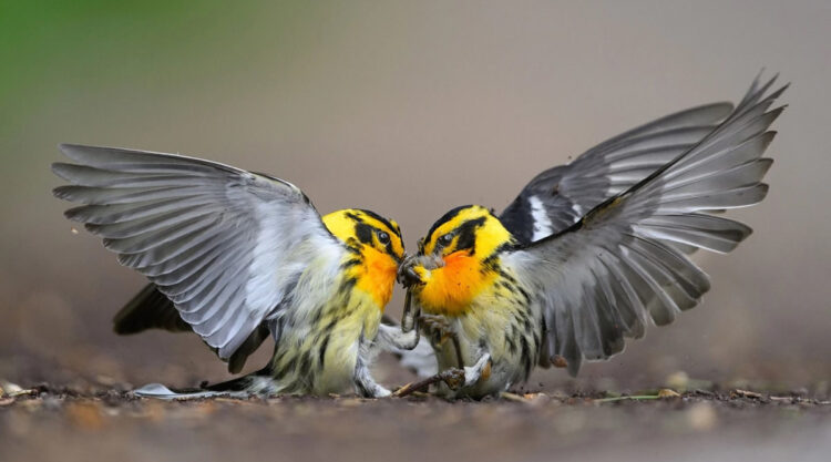 Audubon Bird Photography Awards Winners