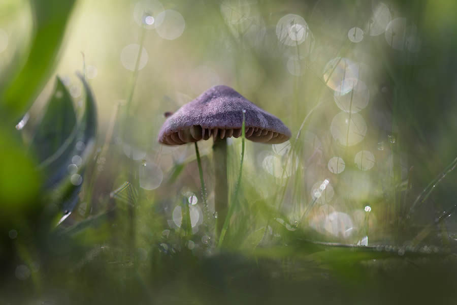 Magnificent Macro Photos In Autumn By Maria Luisa Milla Moreno