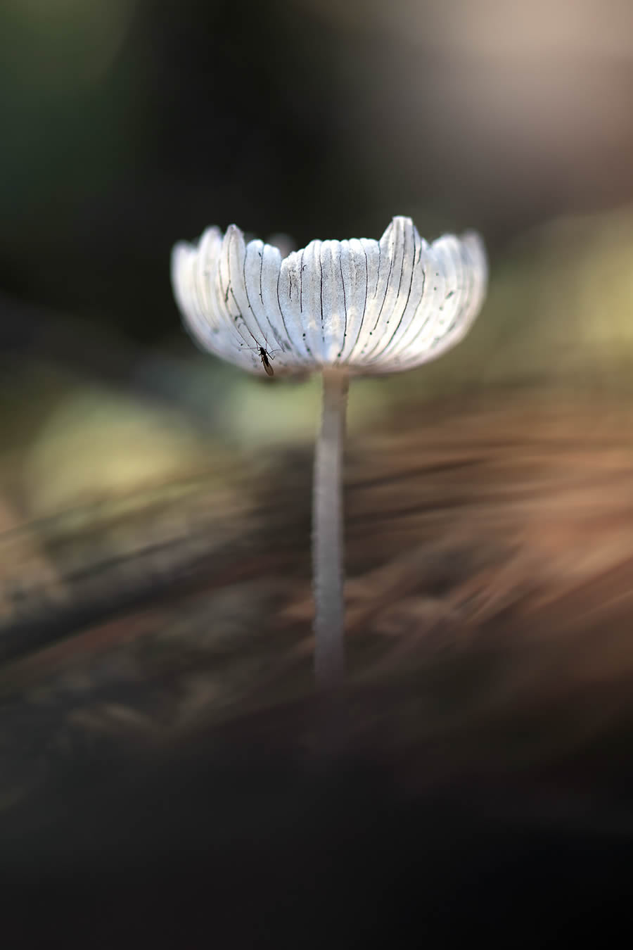 Magnificent Macro Photos In Autumn By Maria Luisa Milla Moreno