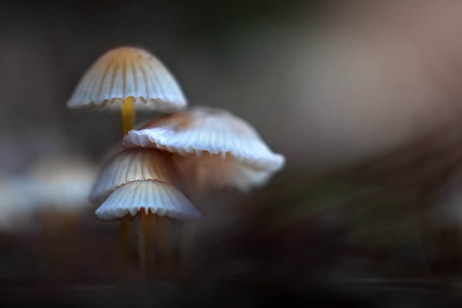 Magnificent Macro Photos In Autumn By Maria Luisa Milla Moreno