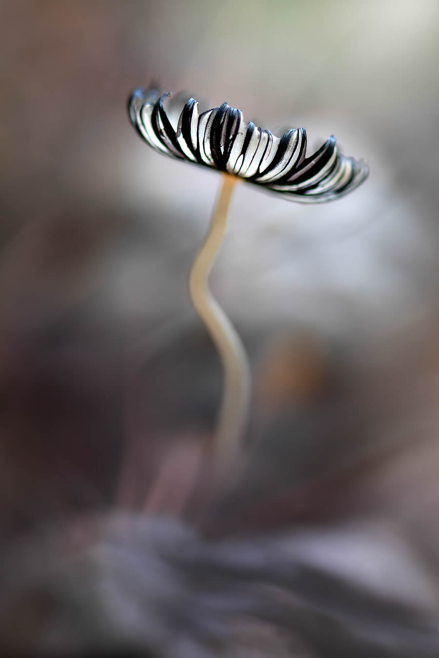 Magnificent Macro Photos In Autumn By Maria Luisa Milla Moreno