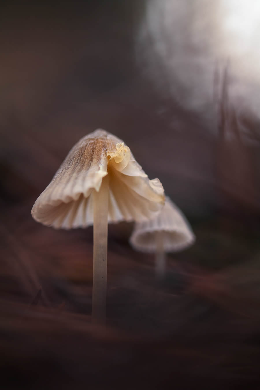 Magnificent Macro Photos In Autumn By Maria Luisa Milla Moreno