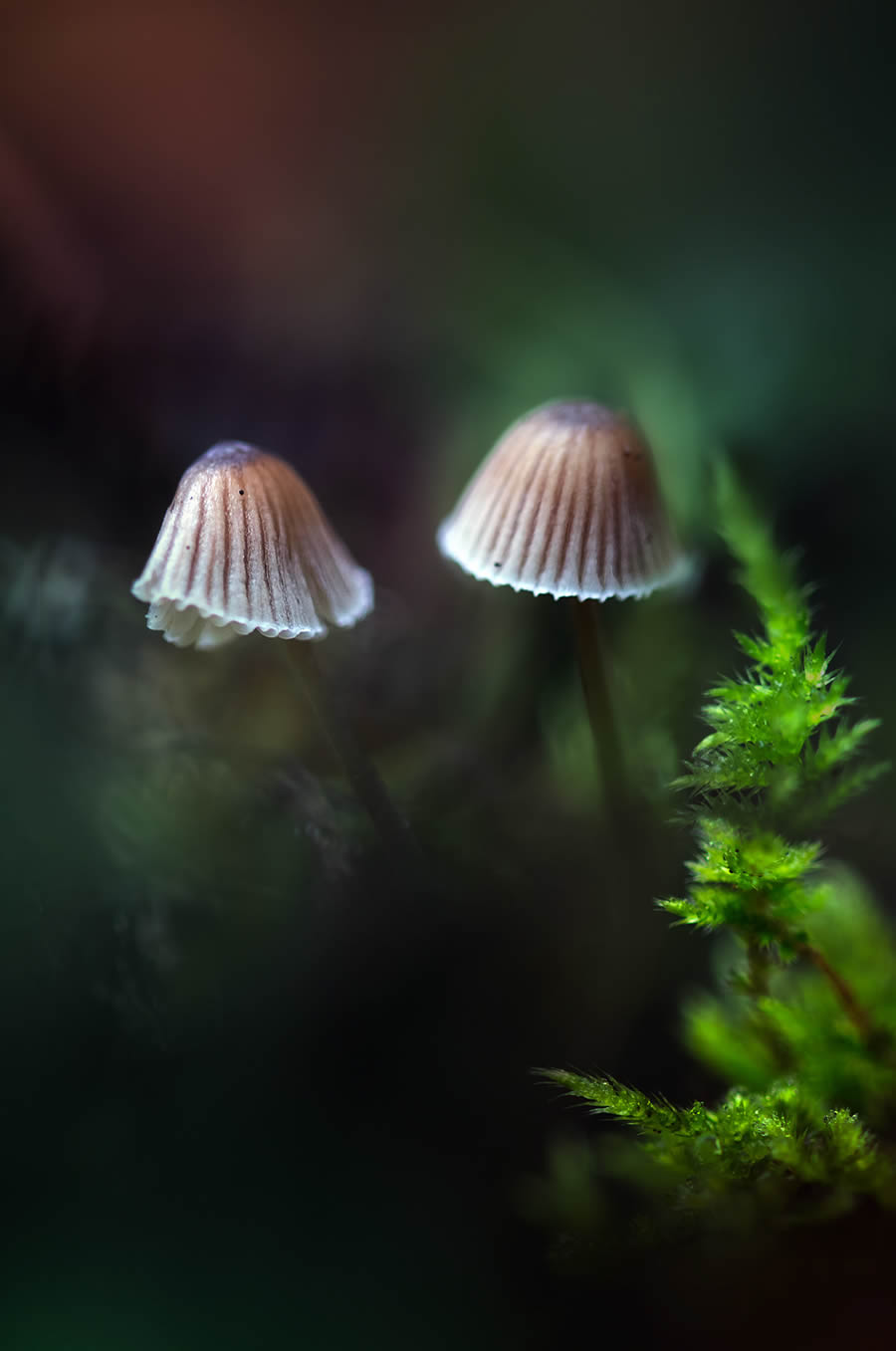 Magnificent Macro Photos In Autumn By Maria Luisa Milla Moreno