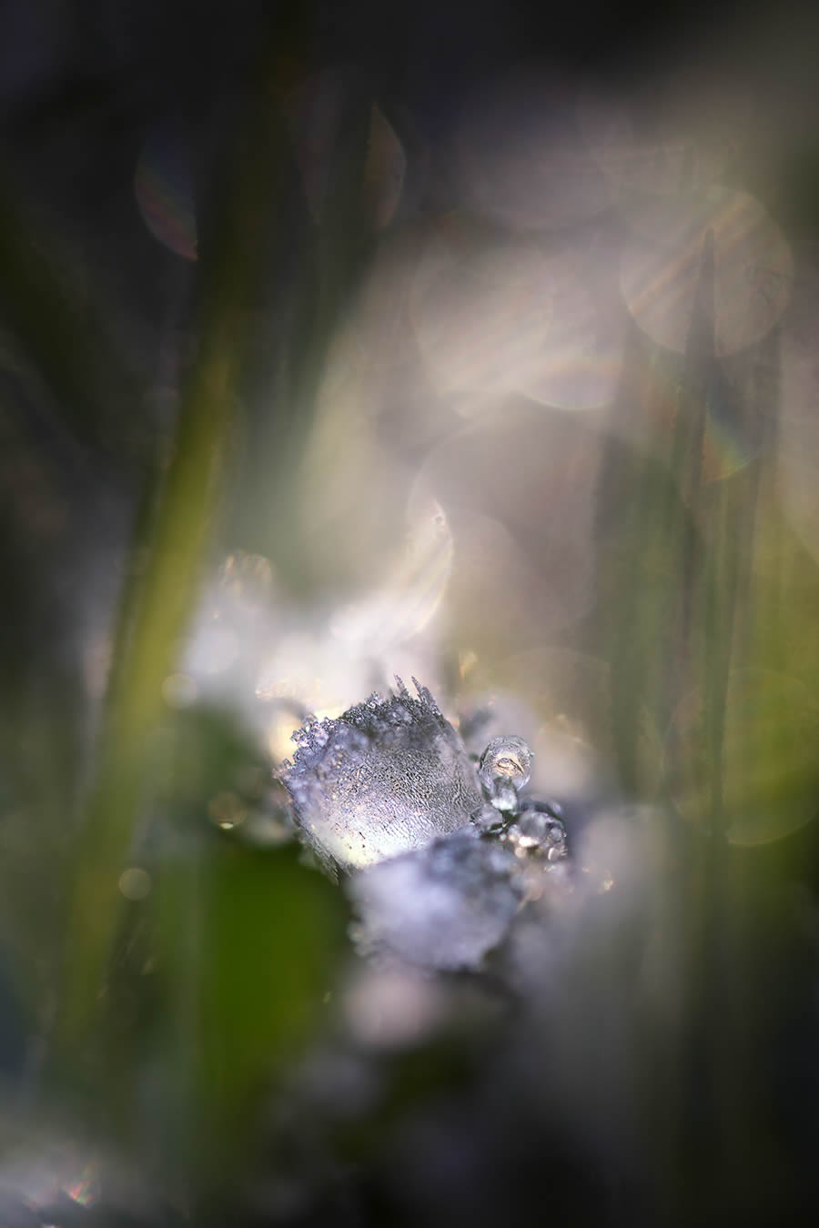 Magnificent Macro Photos In Autumn By Maria Luisa Milla Moreno