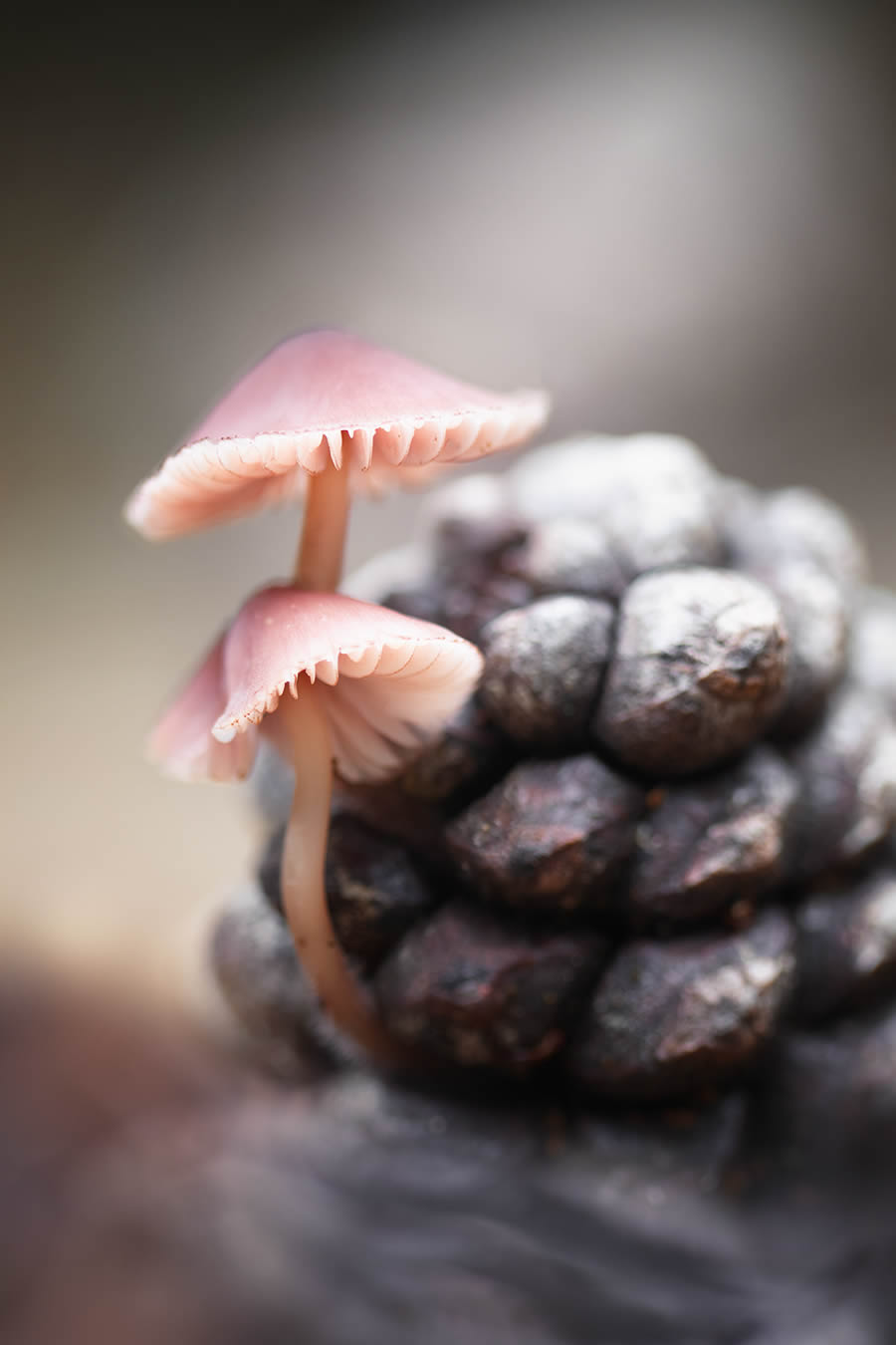 Magnificent Macro Photos In Autumn By Maria Luisa Milla Moreno