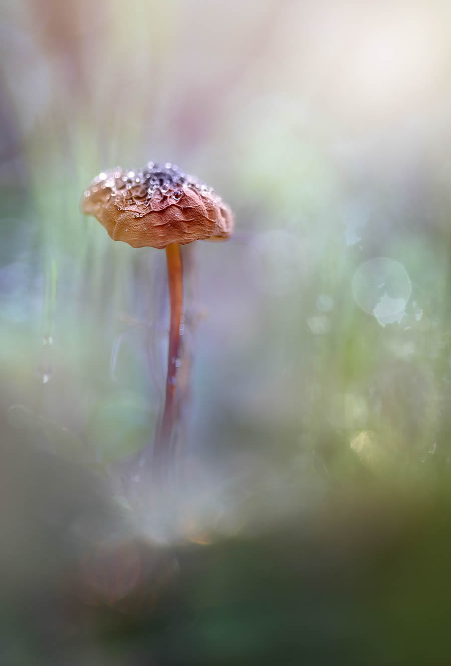 Magnificent Macro Photos In Autumn By Maria Luisa Milla Moreno