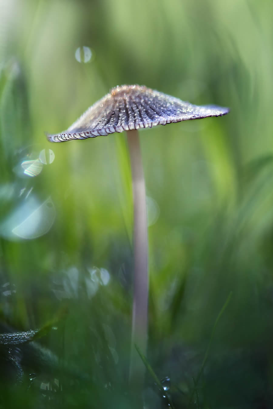 Magnificent Macro Photos In Autumn By Maria Luisa Milla Moreno