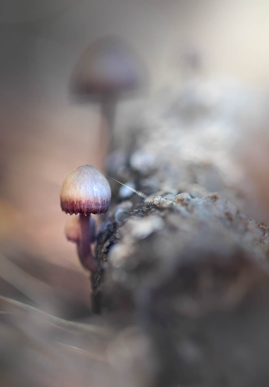 Magnificent Macro Photos In Autumn By Maria Luisa Milla Moreno