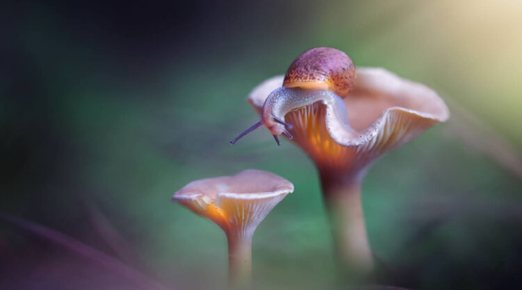 Magnificent Macro Photos In Autumn By Maria Luisa Milla Moreno