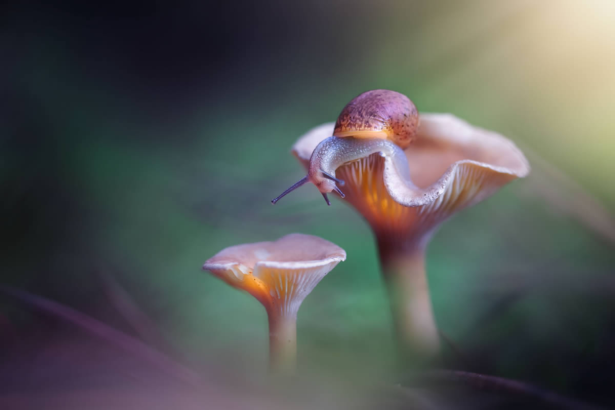 Magnificent Macro Photos In Autumn By Maria Luisa Milla Moreno