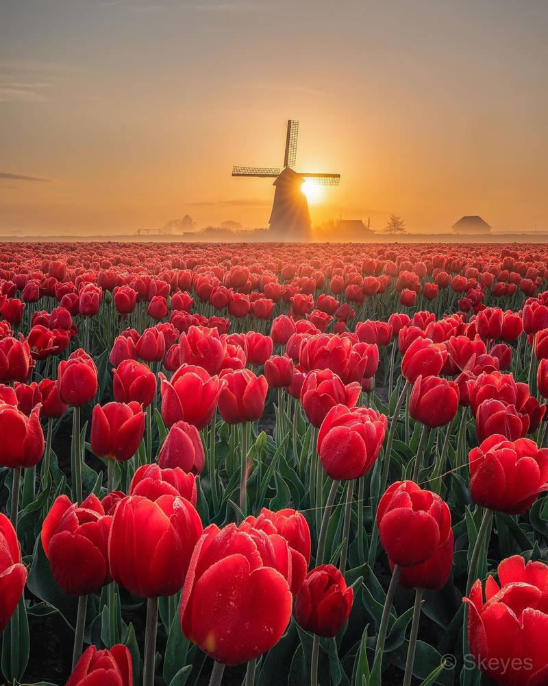 Beautiful And Colorful Netherlands Photos