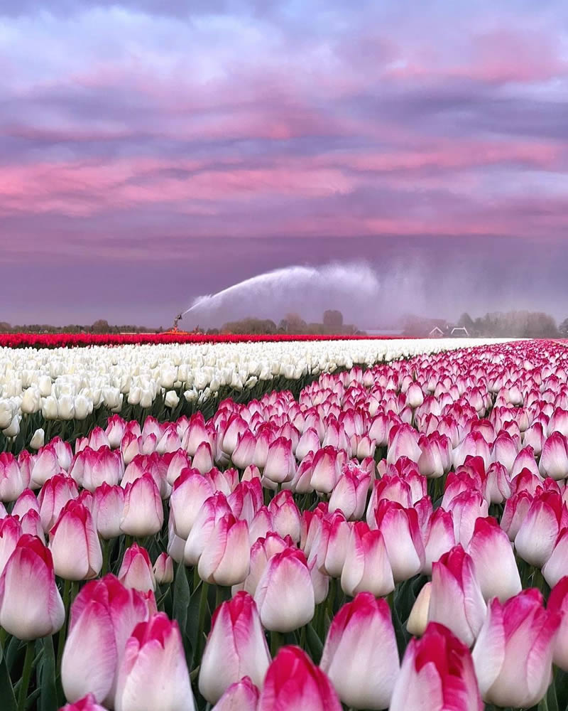 Beautiful And Colorful Netherlands Photos