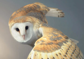 Rare Bird Photography By Tim Flach