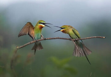 Bird Photography By Dipankar Bakshi