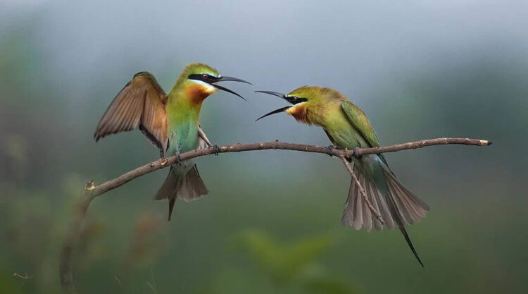 Bird Photography By Dipankar Bakshi