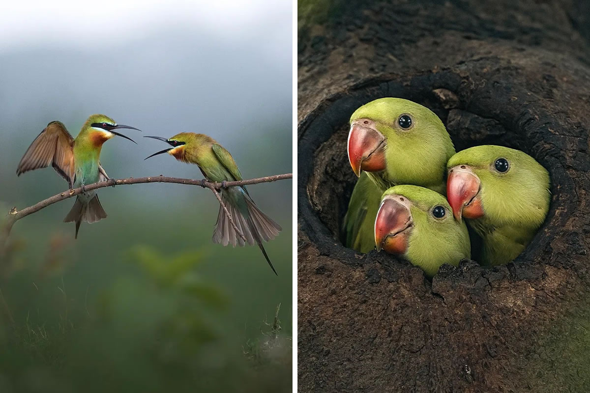 Bird Photography By Dipankar Bakshi