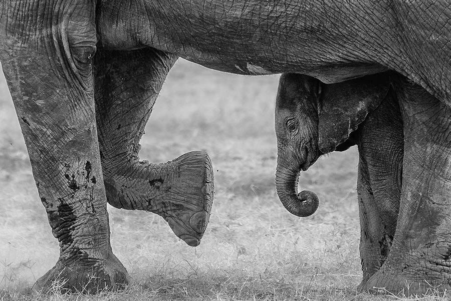 Black And White-Winning Photos From The 35 Photography Awards