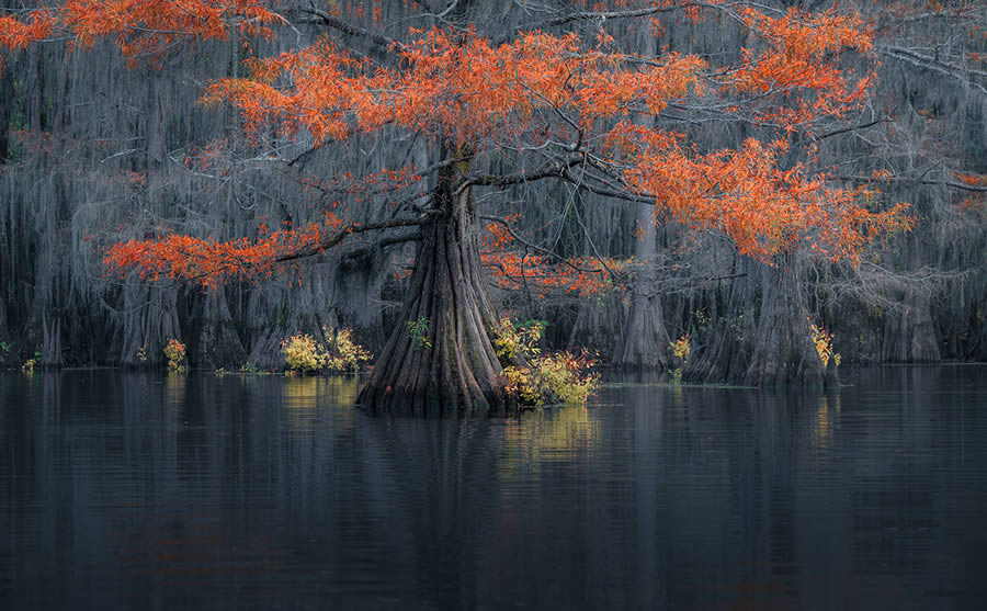 Caddo Lake Cypress Swamp Forests Of Texas By Sarfraz Durrani