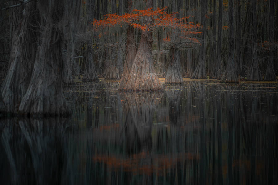 Caddo Lake Cypress Swamp Forests Of Texas By Sarfraz Durrani