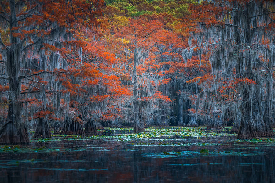 Caddo Lake Cypress Swamp Forests Of Texas By Sarfraz Durrani