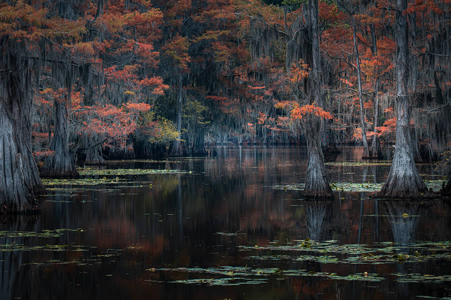 Caddo Lake Cypress Swamp Forests Of Texas By Sarfraz Durrani