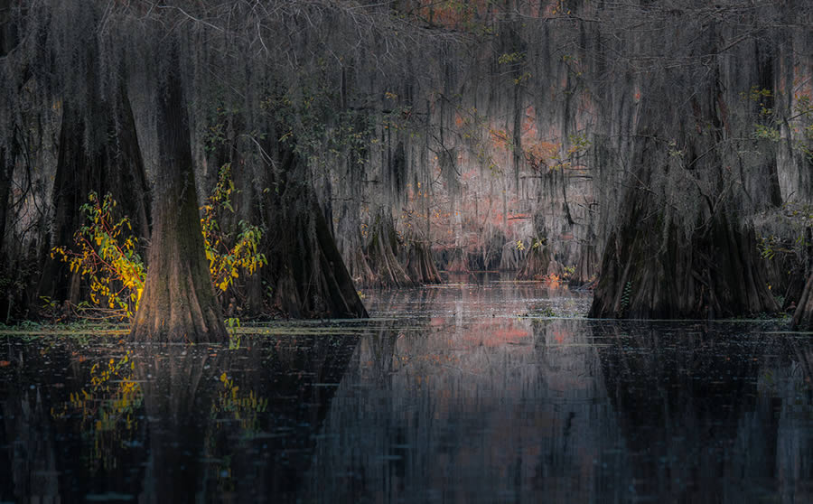 Caddo Lake Cypress Swamp Forests Of Texas By Sarfraz Durrani