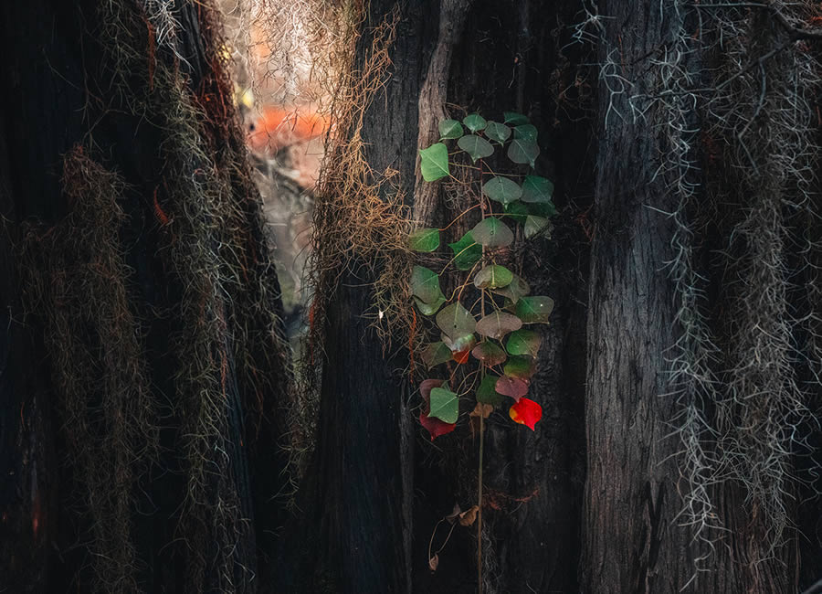 Caddo Lake Cypress Swamp Forests Of Texas By Sarfraz Durrani