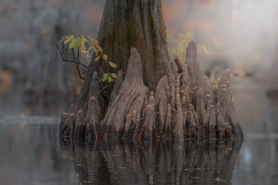 Caddo Lake Cypress Swamp Forests Of Texas By Sarfraz Durrani