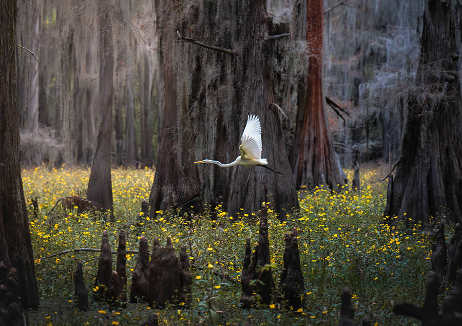 Caddo Lake Cypress Swamp Forests Of Texas By Sarfraz Durrani