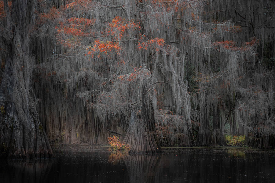 Caddo Lake Cypress Swamp Forests Of Texas By Sarfraz Durrani