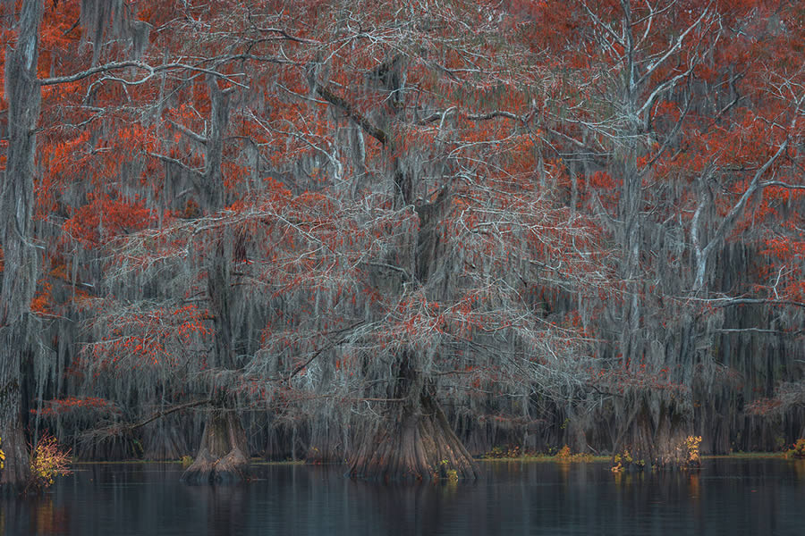 Caddo Lake Cypress Swamp Forests Of Texas By Sarfraz Durrani