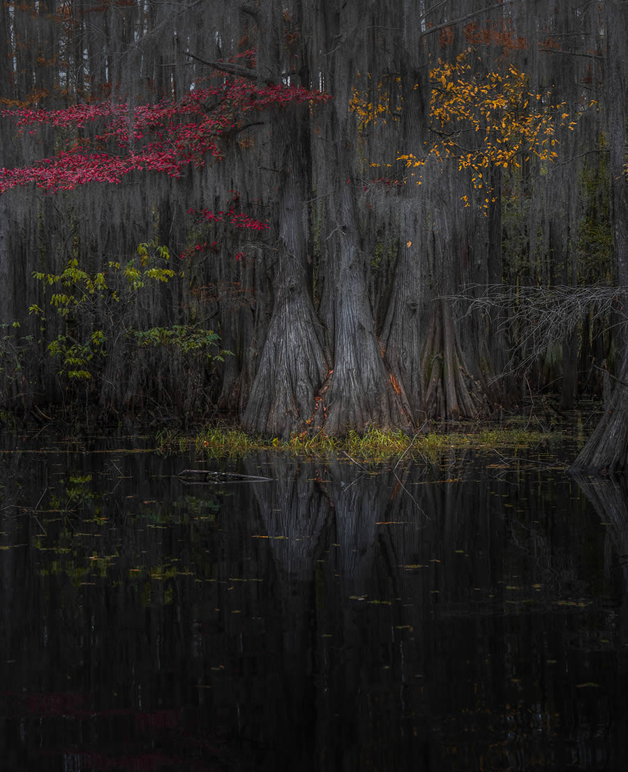 Caddo Lake Cypress Swamp Forests Of Texas By Sarfraz Durrani