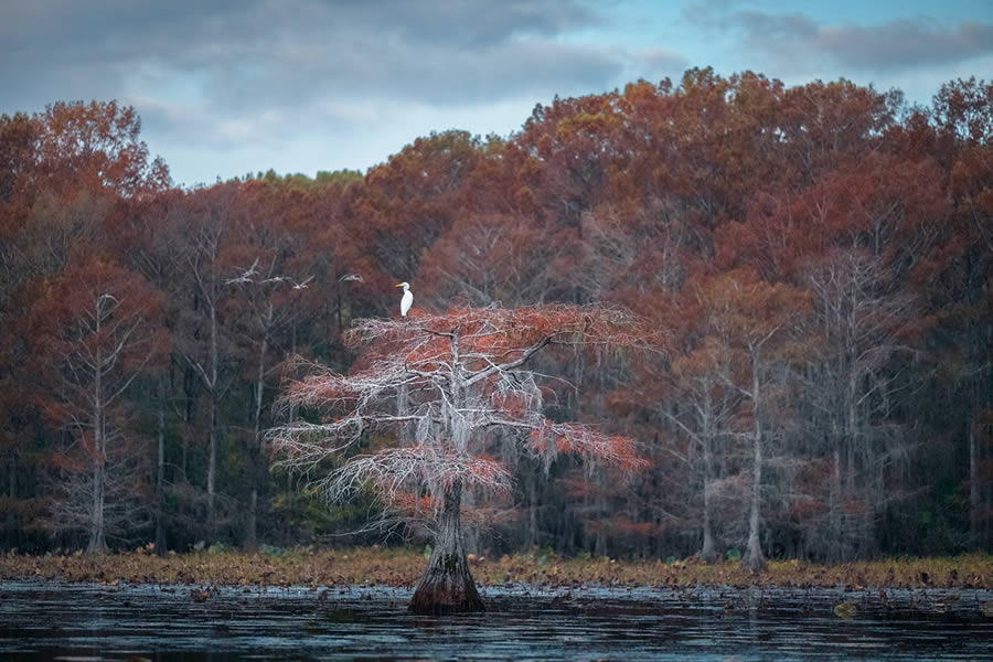 Caddo Lake Cypress Swamp Forests Of Texas By Sarfraz Durrani