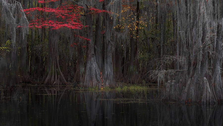 Caddo Lake Cypress Swamp Forests Of Texas By Sarfraz Durrani