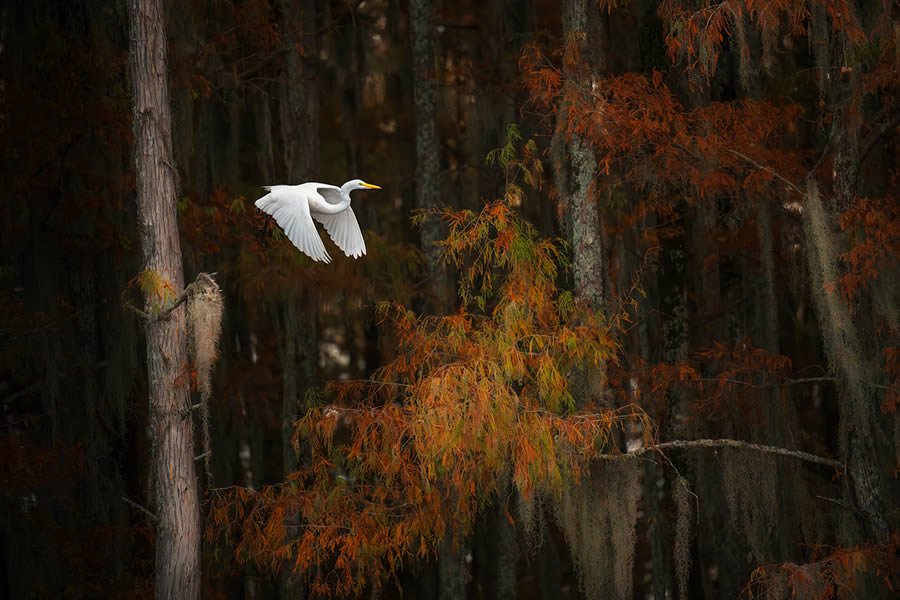 Caddo Lake Cypress Swamp Forests Of Texas By Sarfraz Durrani