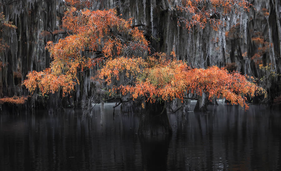 Caddo Lake Cypress Swamp Forests Of Texas By Sarfraz Durrani