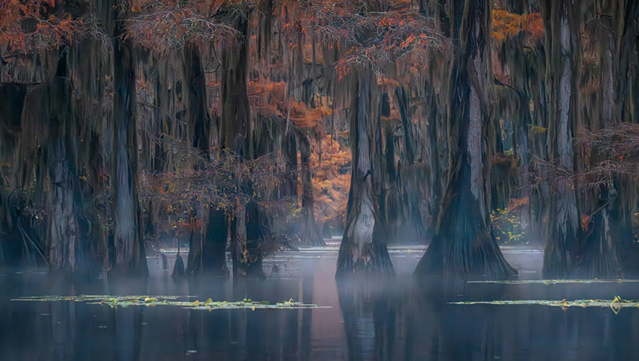 Caddo Lake Cypress Swamp Forests Of Texas By Sarfraz Durrani