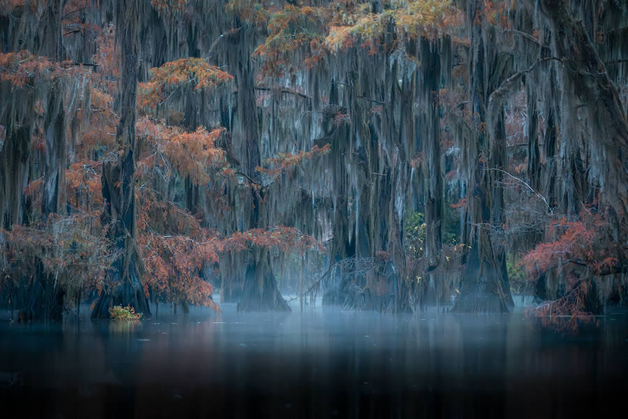 Caddo Lake Cypress Swamp Forests Of Texas By Sarfraz Durrani