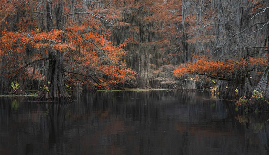 Caddo Lake Cypress Swamp Forests Of Texas By Sarfraz Durrani