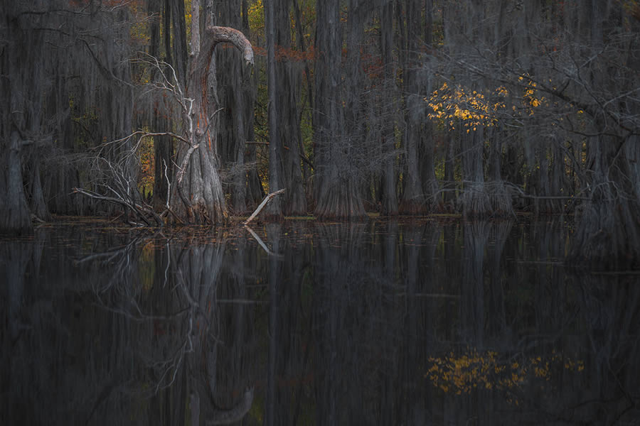 Caddo Lake Cypress Swamp Forests Of Texas By Sarfraz Durrani